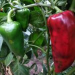 paprika dalam pot