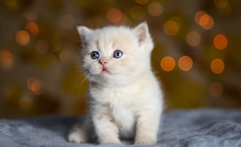 beautiful-shot-white-british-shorthair-kitten (1)