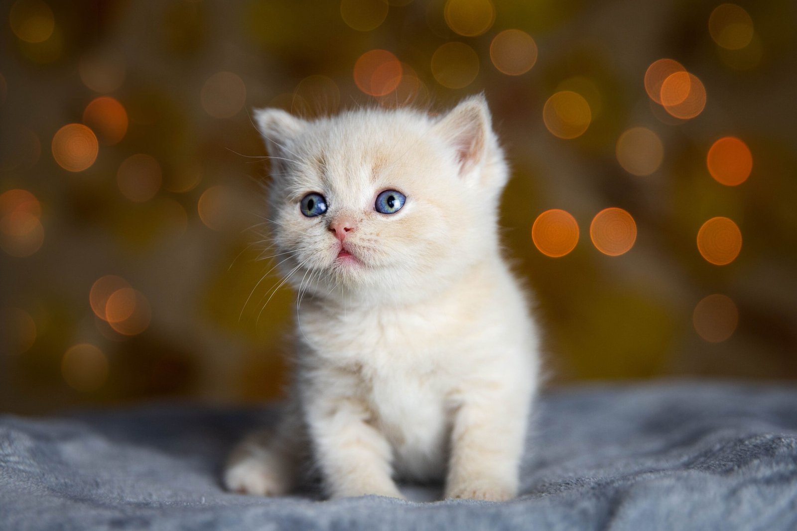 Merawat Anak Kucing Tanpa Induk: Panduan Lengkap