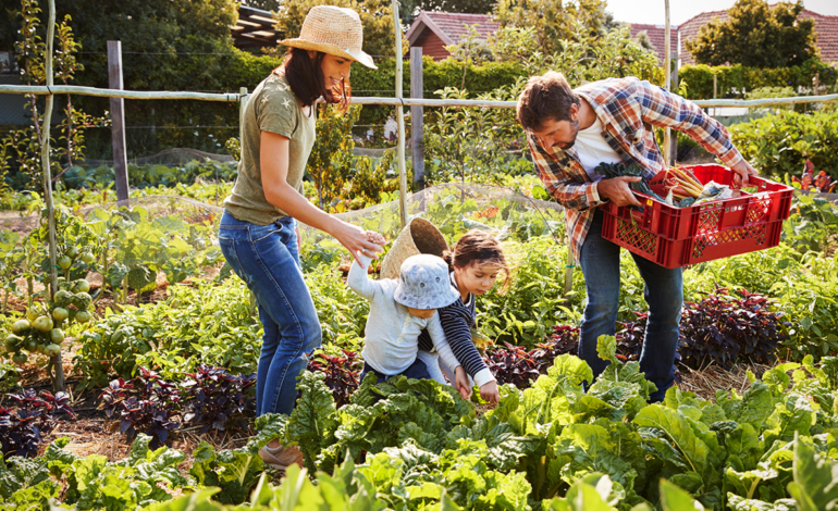 Menjelajahi Kebun Kecil Anda: Tips Bertani di Rumah