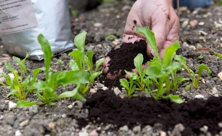 Cara Memanfaatkan Ampas Kopi untuk Tanaman Kesayangan