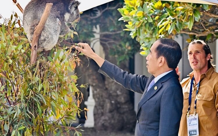 Presiden Jokowi Berinteraksi dengan Koala di KTT ASEAN-Australia