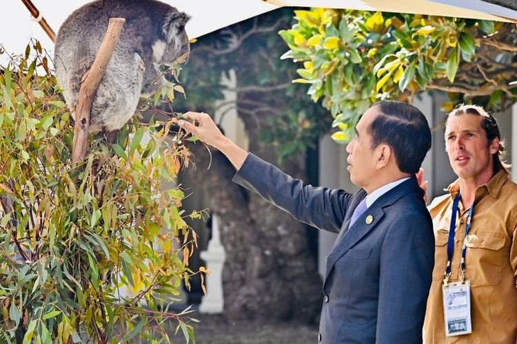 Presiden Jokowi Berinteraksi dengan Koala di KTT ASEAN-Australia