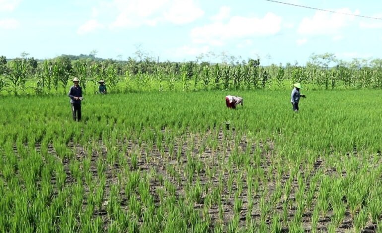 Petani Padi di Sumbawa Nekat Tanam Padi Meski Air Langka