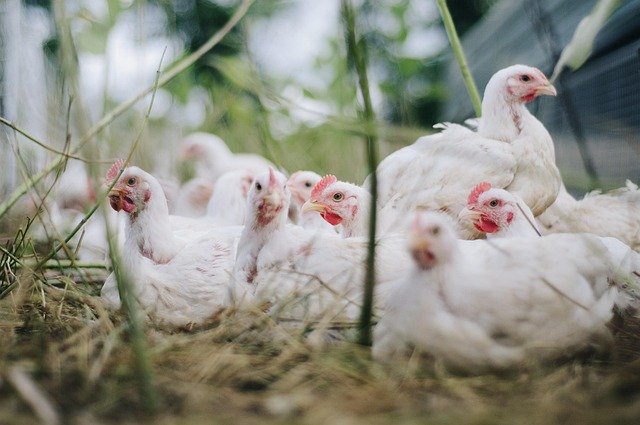 Cara Beternak dan Merawat Ayam Broiler Agar Menghasilkan Daging Berkualitas