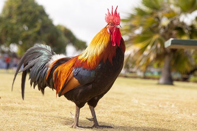 Ilustrasi Ayam Jantan (Pixabay)