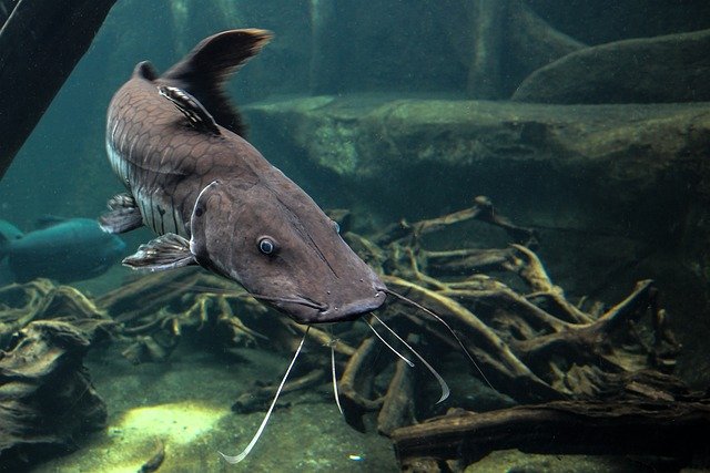 Usaha Nugget Ikan Lele: Cara Memulai, Resep dan Peluang Penjualan